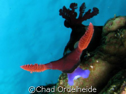 One mean Nudibranch...Olé!
Canon a640 w/ homemade 30x ma... by Chad Ordelheide 